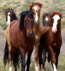 Approaching Band of Wild Horses