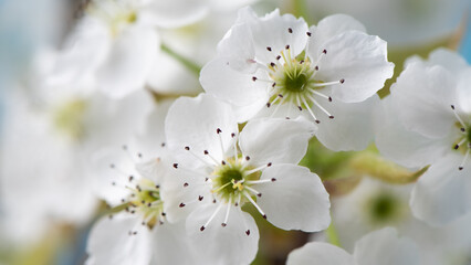 closeup of pear blossoming flowers. Spring flowers bloom. 