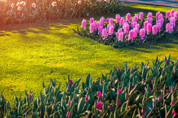 Wonderful pink hyacinth flower blooming in Keukenhof park. Sunny spring scene of Holland Botanical...