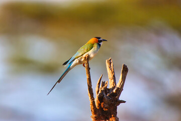 A White throated Bee Eater perched on a bush at the Buffalo Springs Reserve in Samburu County, Kenya