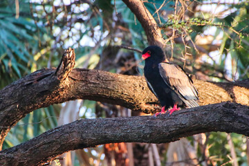 A rare Bateleur Eagle on the branch of a tree in the afternoon sun at the Buffalo Springs Reserve...