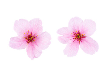 Peach blossom petals isolated on white background.