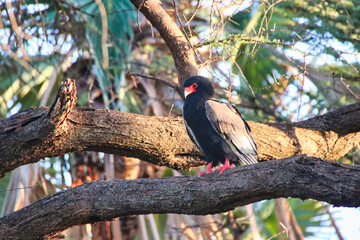 A rare Bateleur Eagle on the branch of a tree in the afternoon sun at the Buffalo Springs Reserve in Samburu County, Kenya