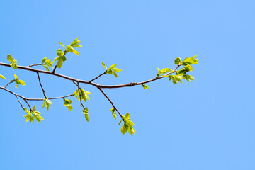 young green leaves on a tree branch on blue sky, buds in spring