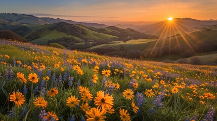 As the sun sets over the rolling hills the wildflower meadow comes alive with a warm golden glow highlighting the array of blooming . . - obrazy, fototapety, plakaty