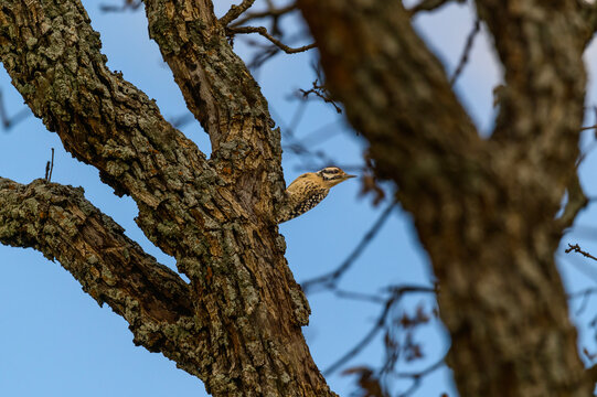 A Female Ladderback Woodpecker near Mason Texas.