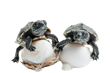 baby turtles hatching from eggs, Isolated on a transparent background.