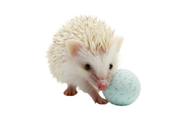 baby albino hedgehog playing with a ball, Isolated on a transparent background.