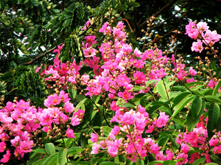 Beautiful garden plant with pink bloom