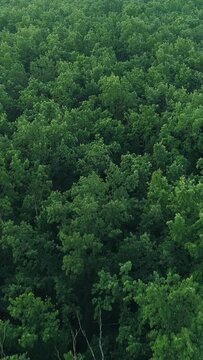 Vertical aerial forest shot nature scenery green