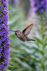 Closeup of a flying hummingbird 
