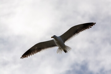 Gaviota Dominicana (Larus dominicanus) en pleno vuelo