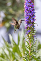 Closeup of a flying hummingbird 