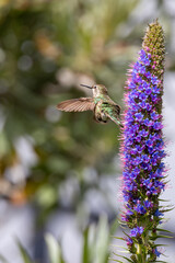 Closeup of a flying hummingbird 