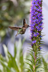 Closeup of a flying hummingbird 