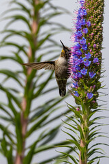 Closeup of a flying hummingbird 