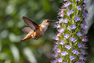 Closeup of a flying hummingbird 