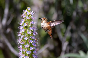 Closeup of a flying hummingbird 