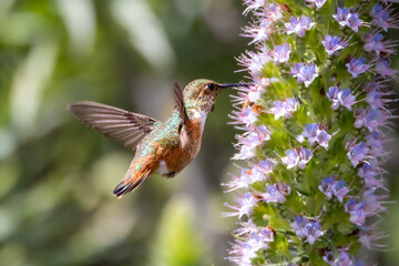 Closeup of a flying hummingbird 