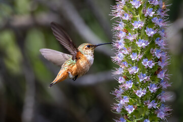 Closeup of a flying hummingbird 