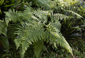 Pteridium aquilinum, also known as  common bracken, or eagle fern