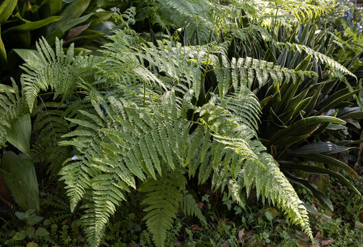 Pteridium aquilinum, also known as  common bracken, or eagle fern