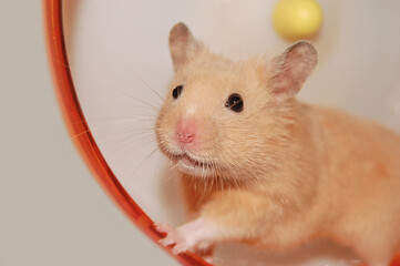 Cute Syrian hamster enjoys exercising