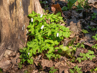 Southern Urals, flowering of the Anemonoides altaica in spring.