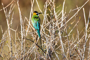 A White throated Bee Eater perched on a bush at the Buffalo Springs Reserve in Samburu County, Kenya