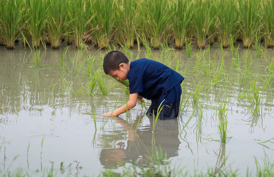 Thai boy in farmer's clothing are cultivating rice fields.