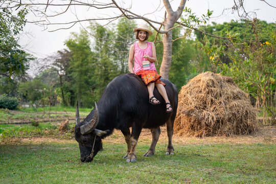 Beautiful Thai woman in a farmer's outfit learning how to sit on buffalo to control them for plowing fields, experiencing the Thai farmer's way of life.
