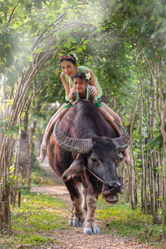 Thai children in farmer outfits are learning how to sit on buffalo to control them for plowing fields, experiencing the Thai farmer's way of life.