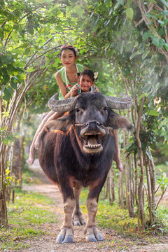 Thai children in farmer outfits are learning how to sit on buffalo to control them for plowing fields, experiencing the Thai farmer's way of life.