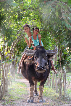 Thai children in farmer outfits are learning how to sit on buffalo to control them for plowing fields, experiencing the Thai farmer's way of life.