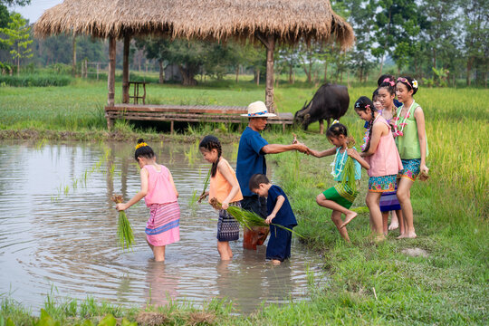 Thai children wear traditional farmer outfits to learn about the traditional methods of rice farming in the Thai countryside.
