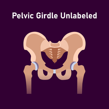 Pelvic Girdle unlabeled: Diagram of the pelvic girdle, unlabeled version.

