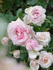 pink roses bouquet