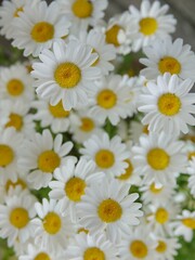 daisies in a garden