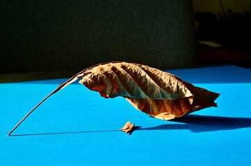 Abstract autumn composition. Autumn dry leaf on a blue background.