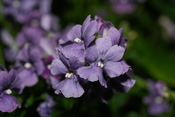 Nemesia plants are herbaceous annuals or perennials with delicate, elongated leaves. The flowers...