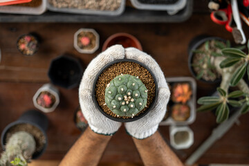 Cactus care harvesting. Farmer Cactus man working in the greenhouse backyard. Happy gardener man in gloves and apron in greenhouse checking of defect. Planting in pot with dirt or soil.
