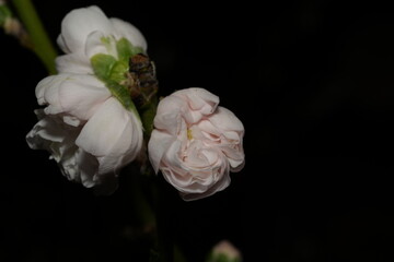 Prunus yedoensis, commonly known as Yoshino cherry or Somei Yoshino, is a species of cherry tree native to Japan. |东京樱花