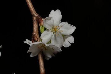 Prunus yedoensis, commonly known as Yoshino cherry or Somei Yoshino, is a species of cherry tree...