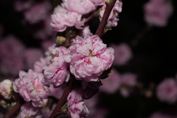 Prunus serrulata 'Kanzan' is a cultivar of the Japanese flowering cherry, also known as Sakura. It is one of the most popular and widely planted ornamental cherry trees worldwide.|關山櫻|櫻花