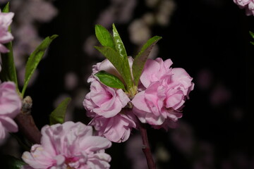 Prunus serrulata 'Kanzan' is a cultivar of the Japanese flowering cherry, also known as Sakura. It...