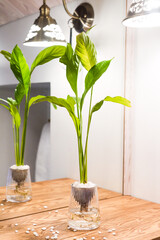 Spathiphyllum cochlearispathum commonly called peace lily growing in water in glass