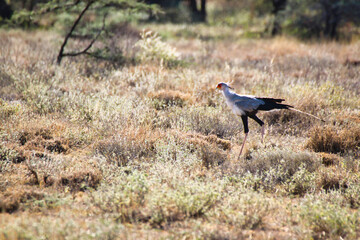 A Secretary bird on the hunt for snakes in the dense bush of the savanna plains of the Buffalo Springs Reserve in Samburu County, Kenya