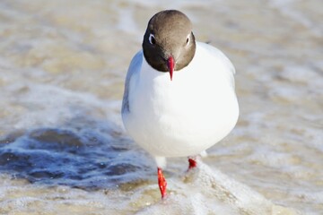 Seeschwalbe am Strand