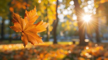 An orange and golden autumn leaf against a blurry park in sunlight with beautiful bokeh