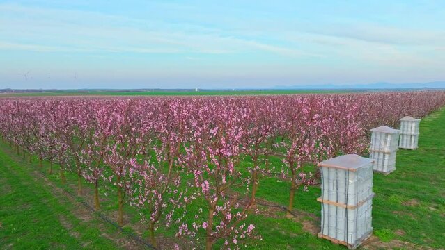 Fire Pots Put At The End Of Rows Of Apricot Trees To Protect The Flowers From Cold In The Orchard. - aerial shot